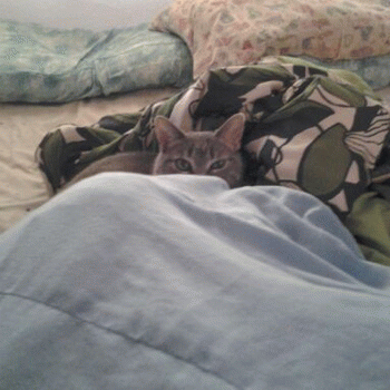 Sloth (USA-2) : I Turn Bandcamp into Bcamp Cuz I'm a B That's Camped Out!